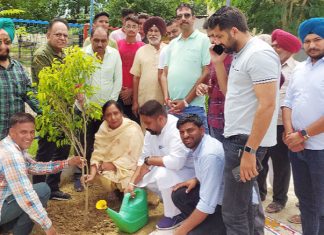 Tree Plantation