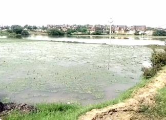 हनुमानगढ़ शहर : बरसाती पानी में डूबी सिंघाड़े की फसल, लाखों के नुकसान की आशंका