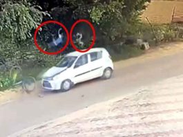 तेज रफ्तार कार ने साइकिल सवार दो सगे भाइयों को उड़ाया, दोनों घायल