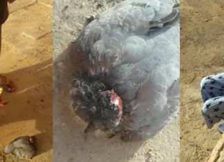 गजब: बच्चों ने घायल पक्षी की सार-संभाल कर बचाई जान