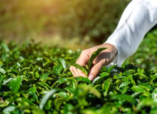 Agricultural Yield Estimates