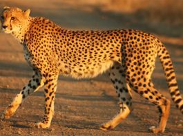 Cheetah, Kuno National Park