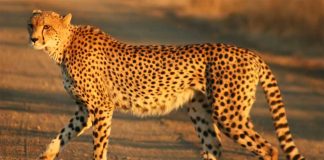 Cheetah, Kuno National Park