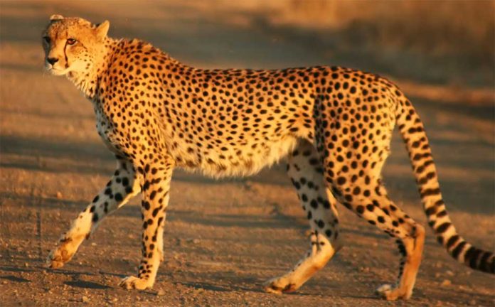 Cheetah, Kuno National Park