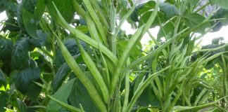 Cluster Bean Crop