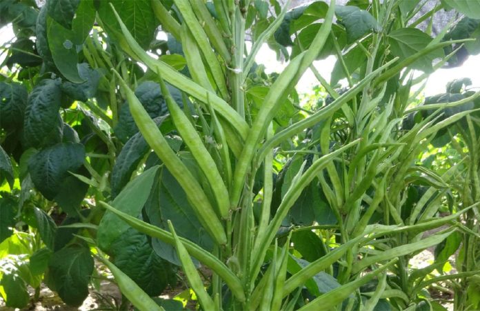 Cluster Bean Crop