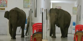 Elephants in Hospital