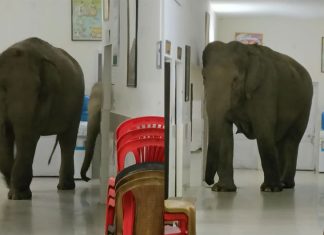 Elephants in Hospital