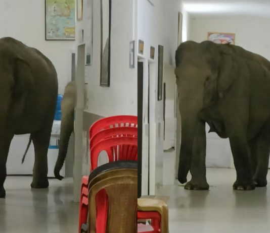 Elephants in Hospital