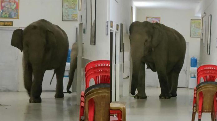Elephants in Hospital