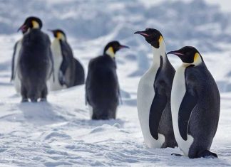 Emperor Penguin