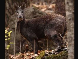 Musk Deer