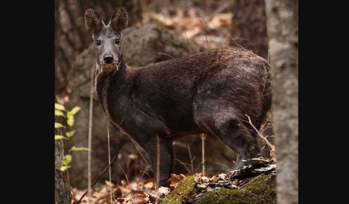 Musk Deer