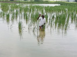 Paddy Crop Submerged