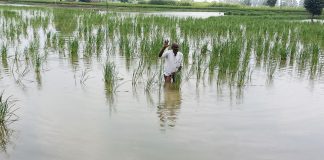 Paddy Crop Submerged