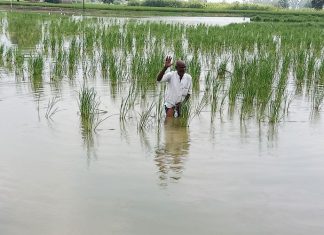 Paddy Crop Submerged