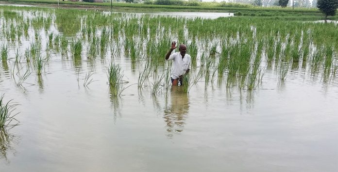 Paddy Crop Submerged