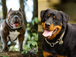 Pet Dogs : पालतू कुत्तों का आतंक Pet Dogs