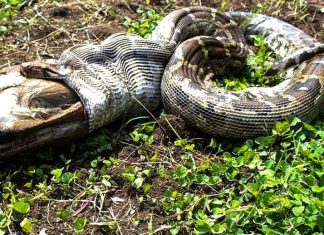 अजगर ने निगला नीलगाय का बच्चा, ग्रामीणों में दहशत, जानें क्या है मामला