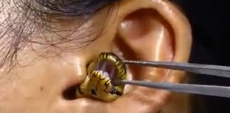Snake in Girl Ear