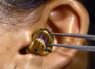 Snake in Girl Ear
