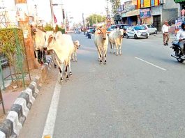 Sirsa News