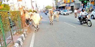 Sirsa News