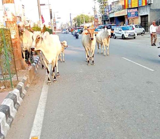 नगर परिषद का पशु पकड़ो अभियान फिर शुरू! गोशालाओं में सीएसओ ने व्यवस्था जांची Sirsa News