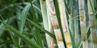 Sugarcane