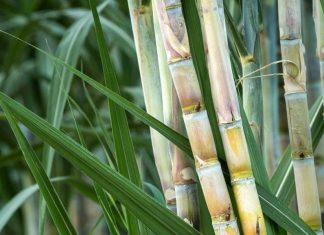 Sugarcane