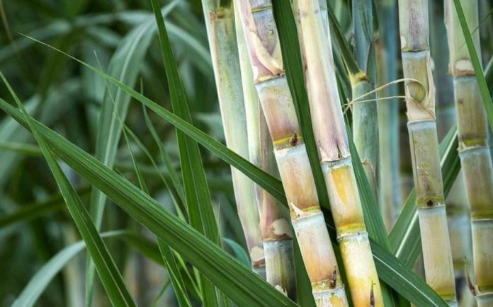 Sugarcane