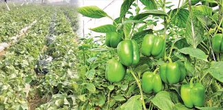 Capsicum Farming