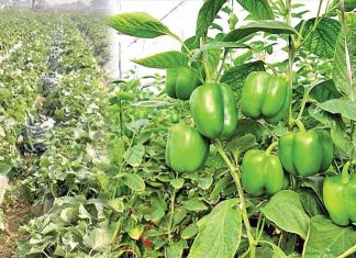 Capsicum Farming