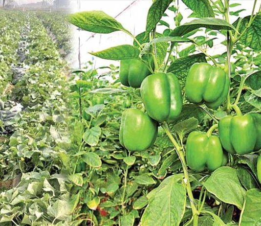 Capsicum Farming