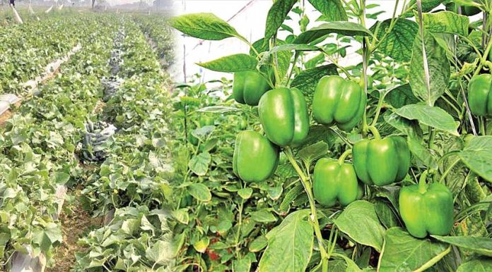 Capsicum Farming