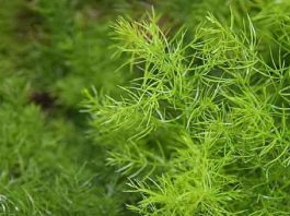 शतावरी है भारत की सबसे महंगी सब्जी, स्वाद होने के साथ कई बीमारियों से करती है बचाव