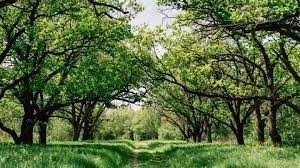 Career in Forestry