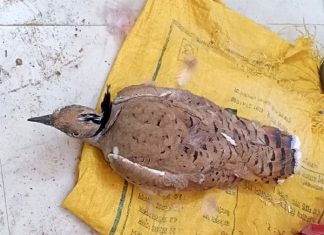 India-Pakistan border