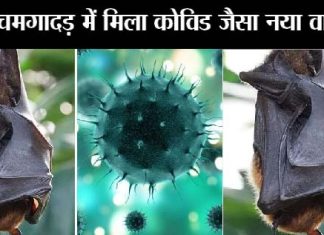 Bats Virus