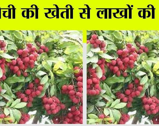 Litchi Farming: रातों रात मालामाल बना देगी लीची की खेती, इस खास तरीके से करें खेती Litchi Farming