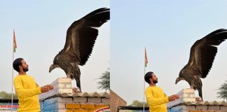 Himalayan Griffon Vulture