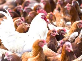 जापान बर्ड फ्लू के प्रकोप के बीच तीन लाख से ज्यादा मुर्गियां मारेगा