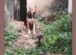 Dog Snake Fight