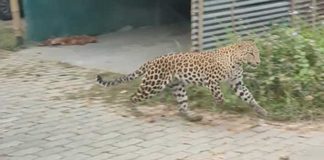 Leopard Attack