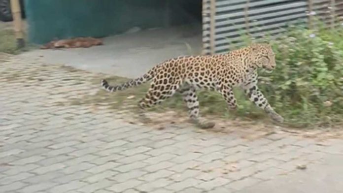 Leopard Attack