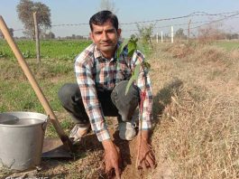 Tree Plantation
