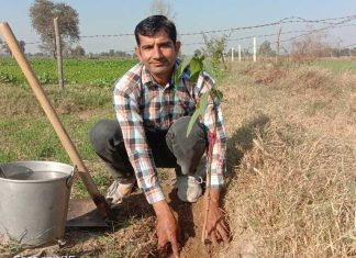 Tree Plantation