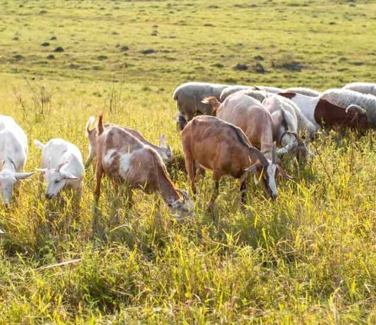 Bakri Palan Kaise Karen