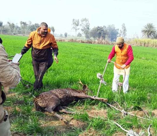 नाले में गिरे बारहसिंगे को ग्रामीणों ने निकाला बाहर