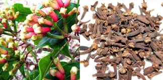 clove cultivation